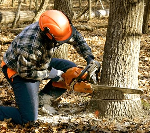 Tree Removal in Harvard, IL